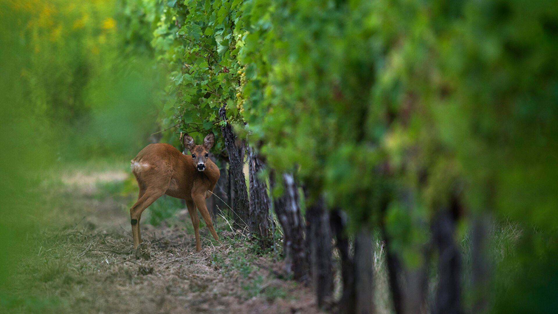 Wild und Wein